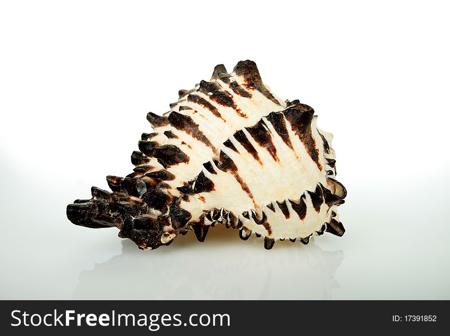 Black and white clam with clipping path