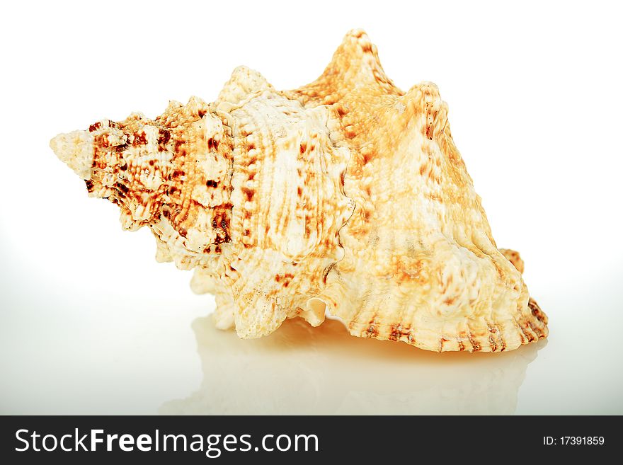 Clam with clipping path on a white background