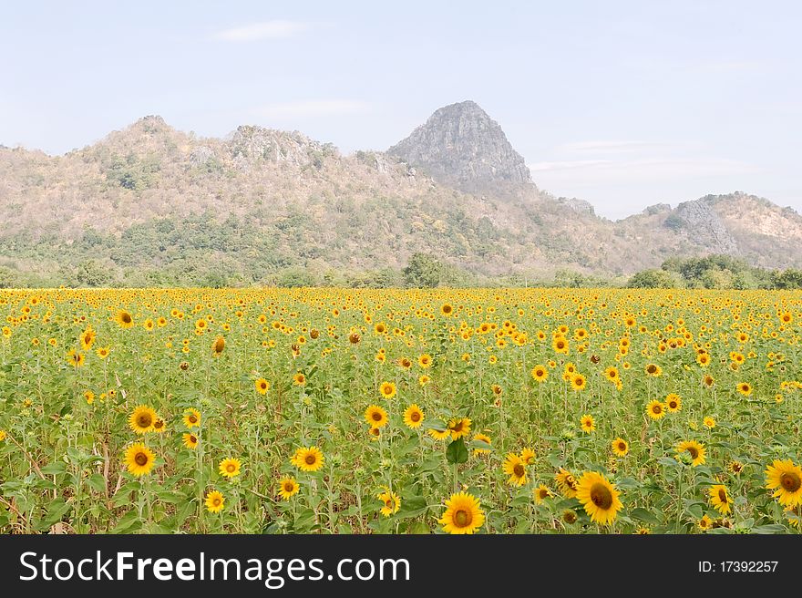 Sunflower field in front of mountain. Sunflower field in front of mountain.