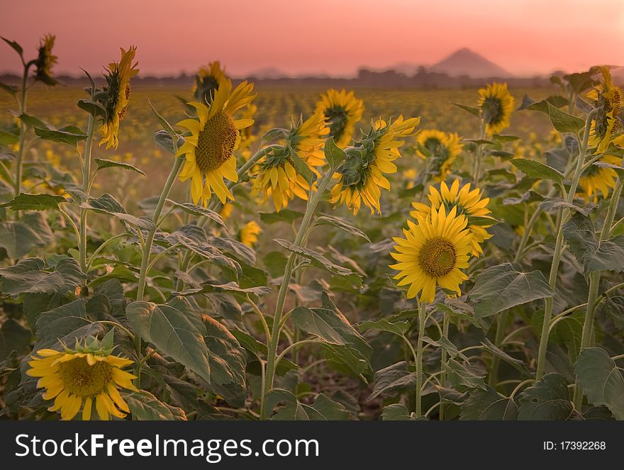 Close up sunflower field at dusk.