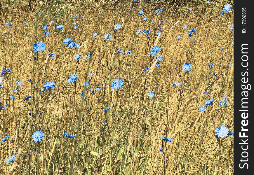 Wild blue flowers in weed