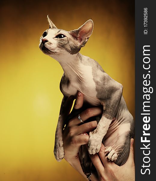 Little fun sphynx  cat.