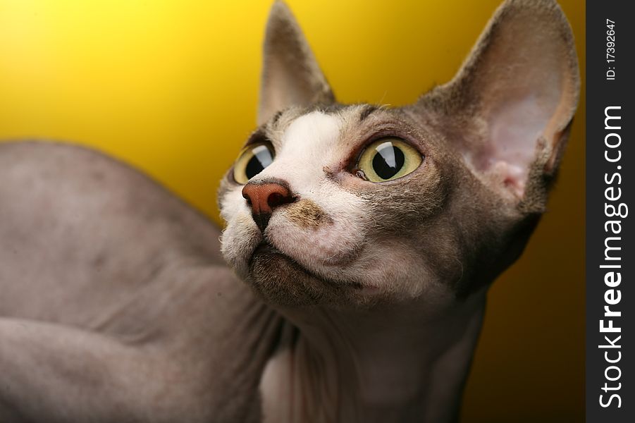 Cute  Sphynx on yellow background