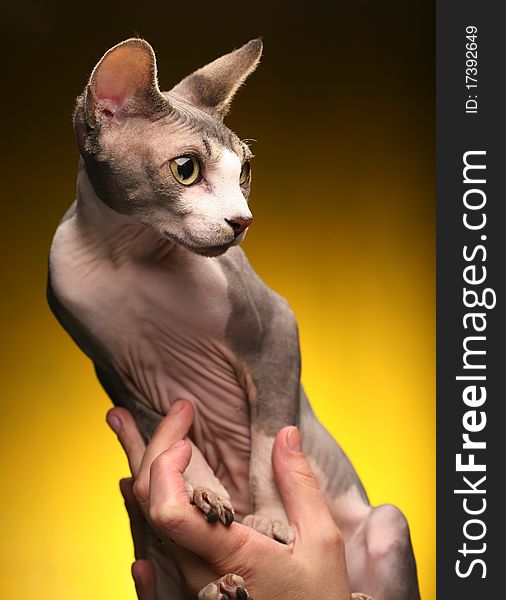 Little fun sphynx  cat.