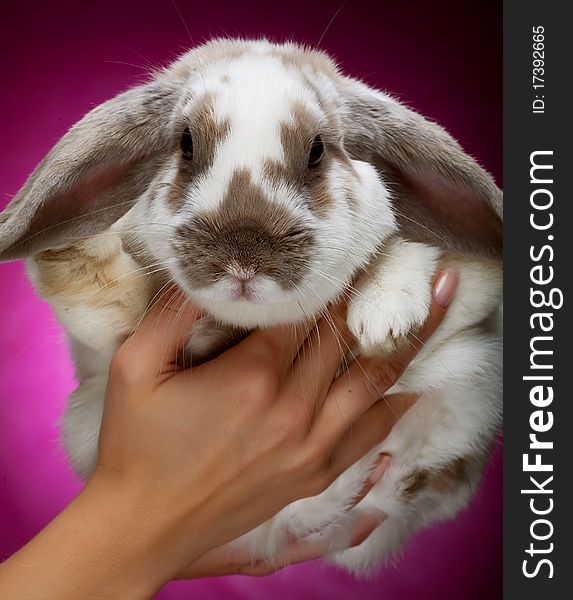 Hands holding a bunny on pink  background