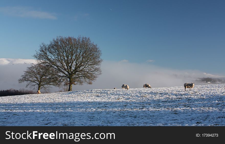 Sheep grazing in a snow covered field in Wales in winter. Sheep grazing in a snow covered field in Wales in winter.
