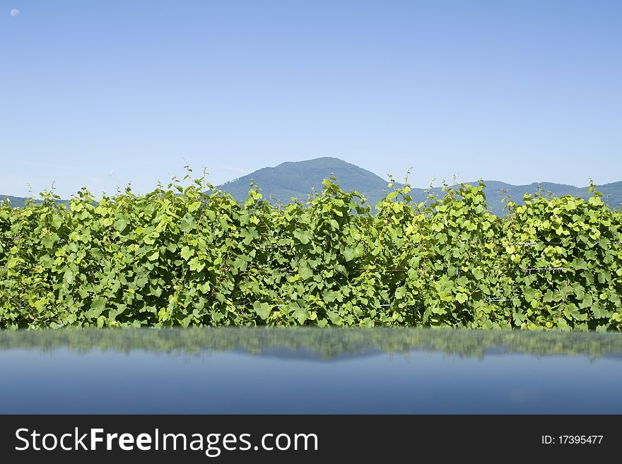 Vineyard in reflection from Alsace. France. Vineyard in reflection from Alsace. France.