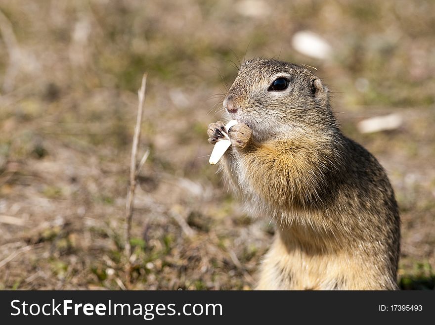 European Ground Squirrel eating a sunflower seed