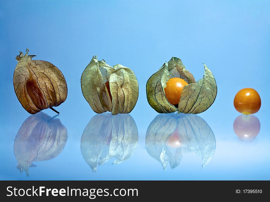 Cape gooseberry unwrapped in one photo on white background