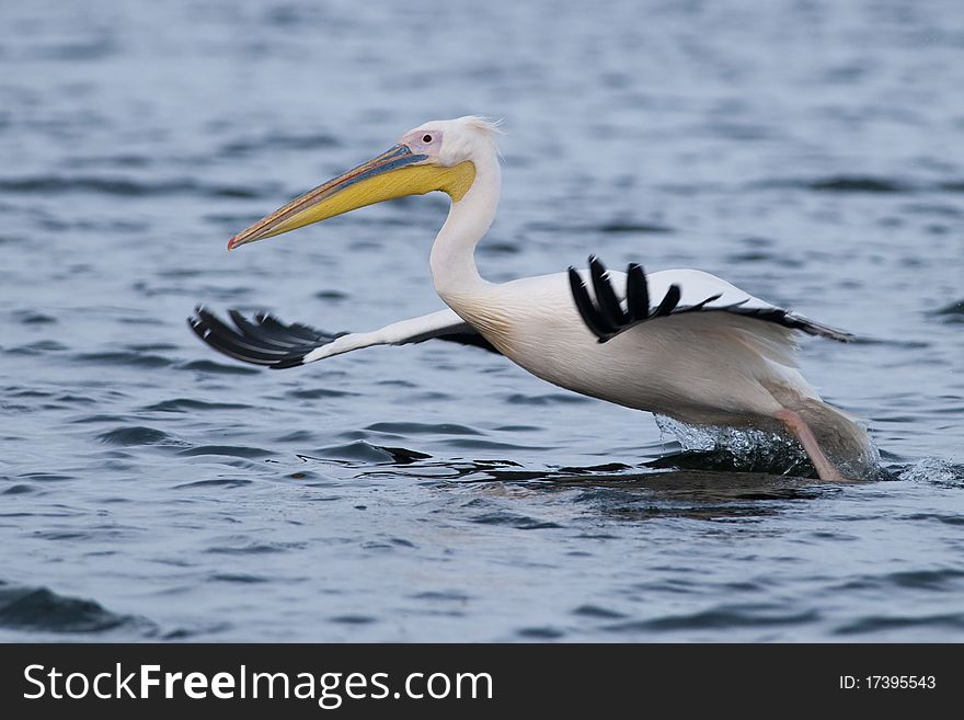 White Pelican Taking off