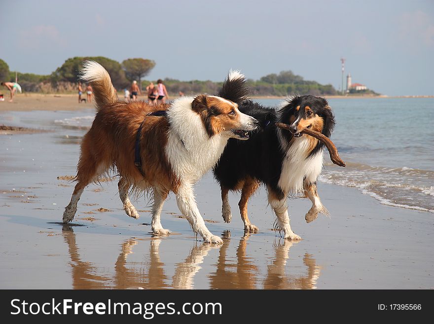 Two collies on the beach playing with a wooden stick