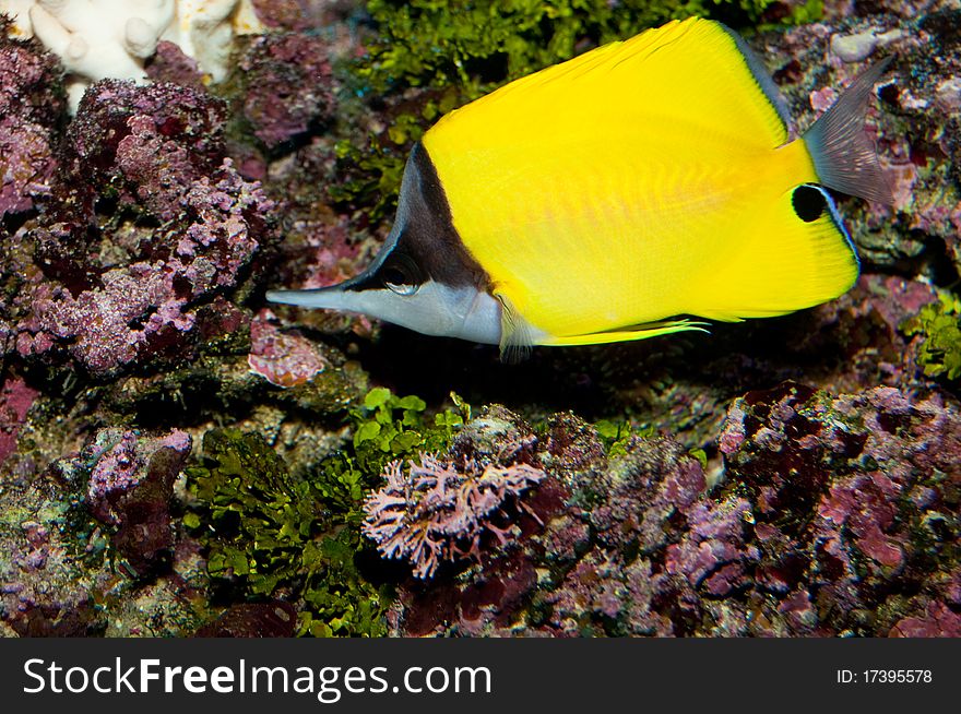 Longnose Butterflyfish in Saltwater Aquarium