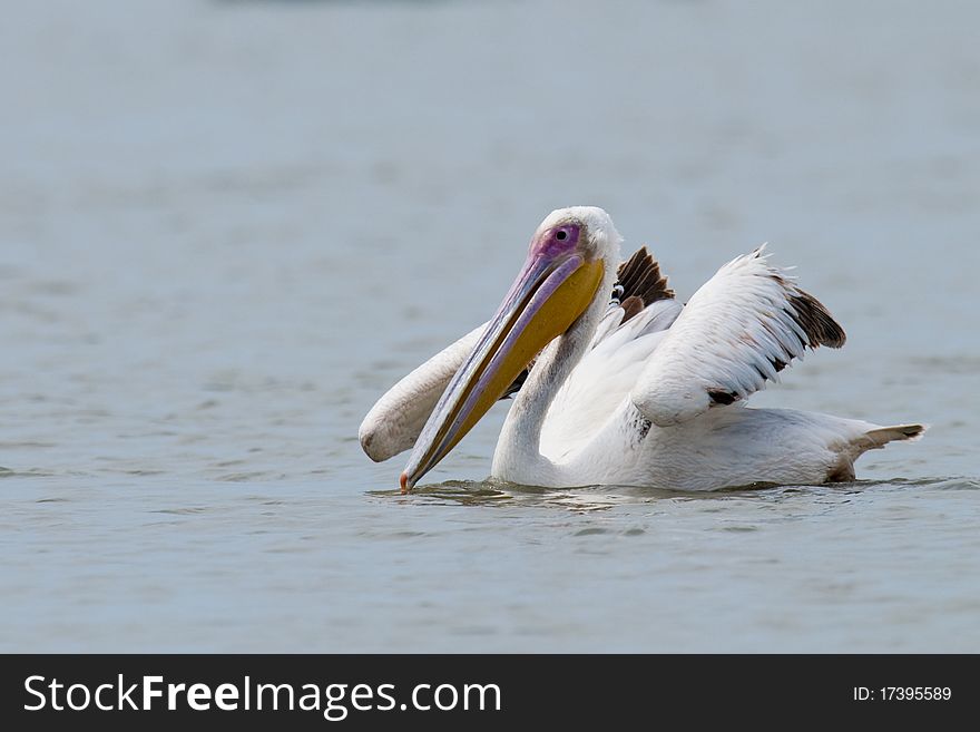 White Pelican on water in danube delta