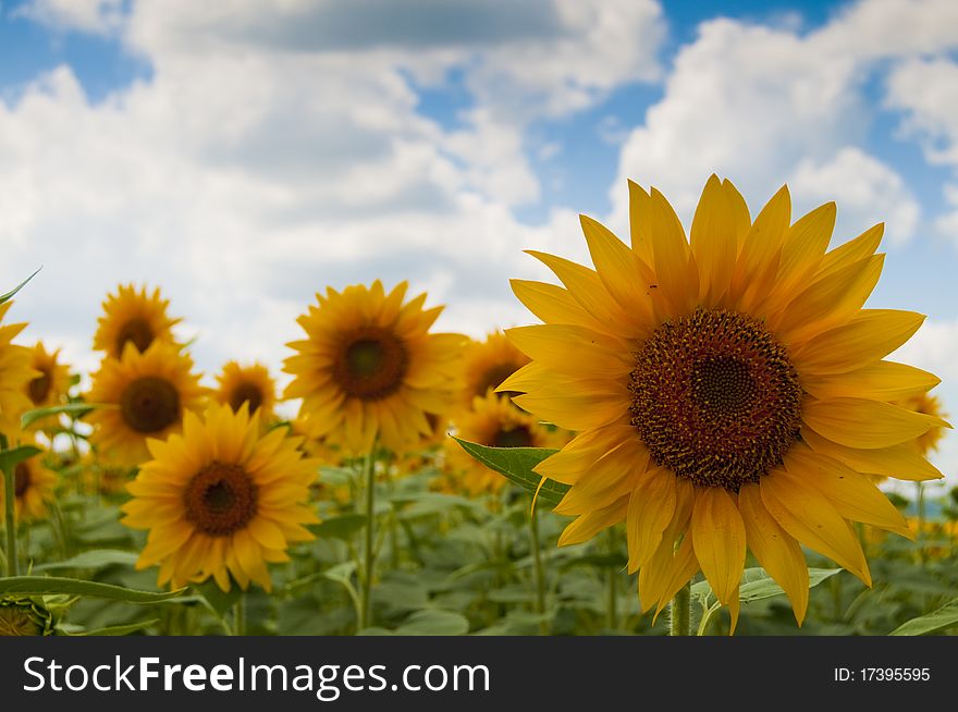 Sunflower flower on field in summer
