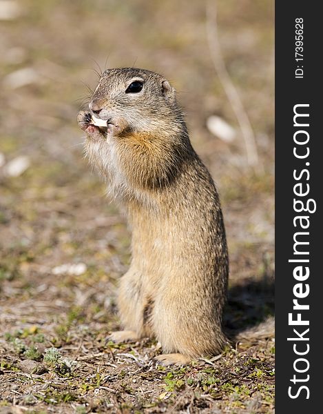 Souslik or European Ground Squirrel eating a sunflower seed