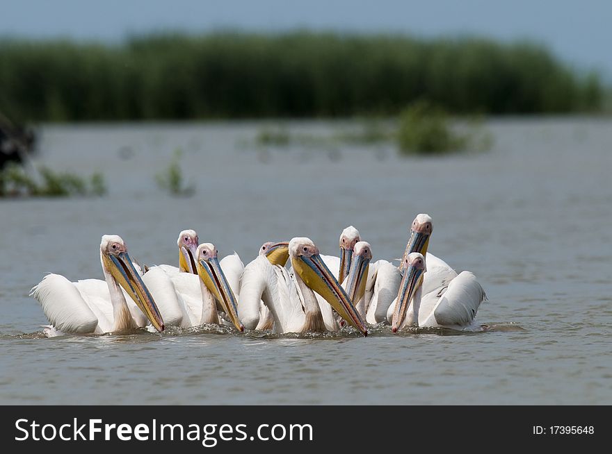 White Pelicans Flock Fishing in Danube Delta