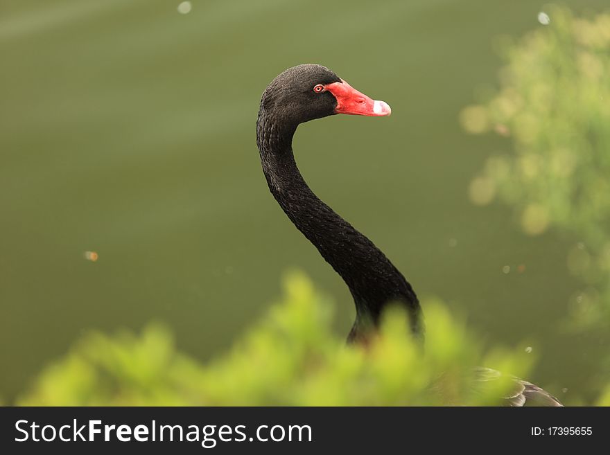 A swan behind the grass