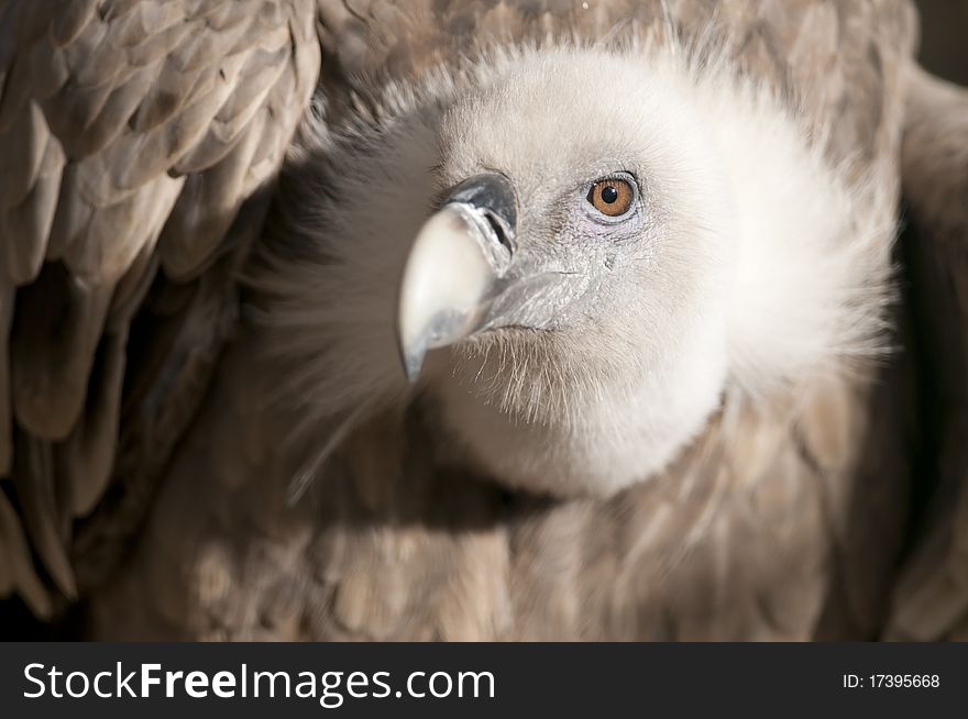 Griffon Vulture (Gyps fulvus) Portrait. Griffon Vulture (Gyps fulvus) Portrait