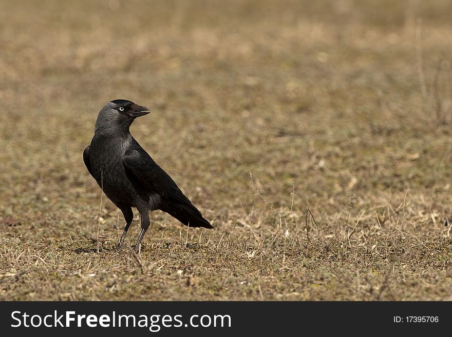 Hooded Crow (Corvus cornix) on field