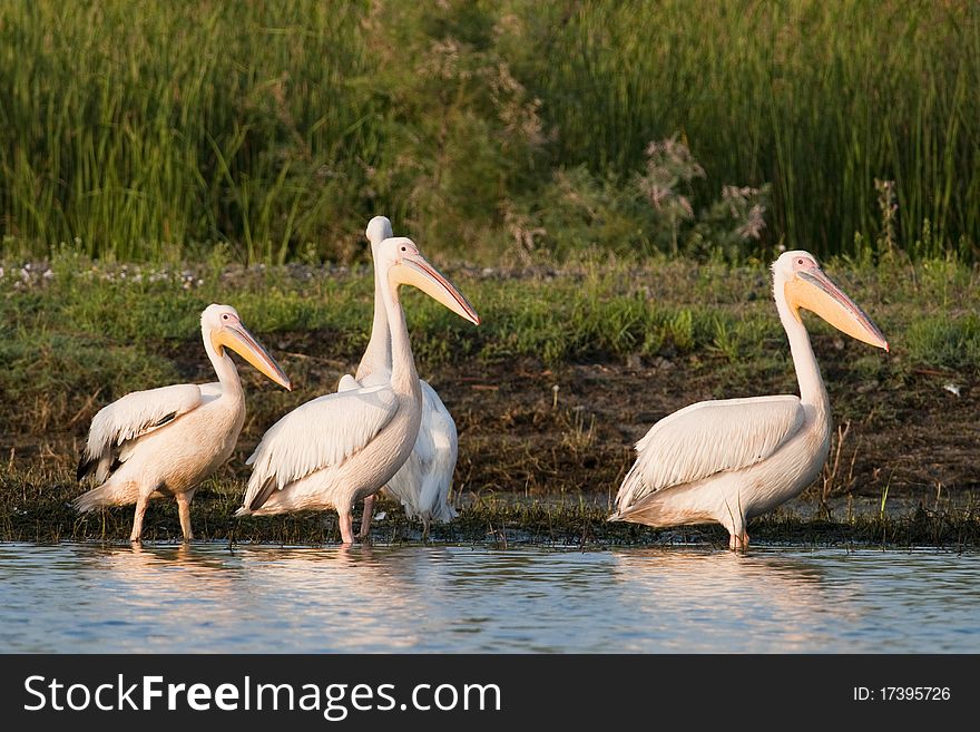 White Pelicans on shore