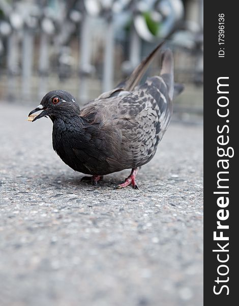 Pigeon On City Street