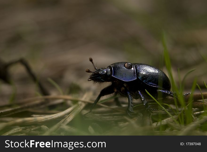Geotrupes stercorarius beetle manure lout