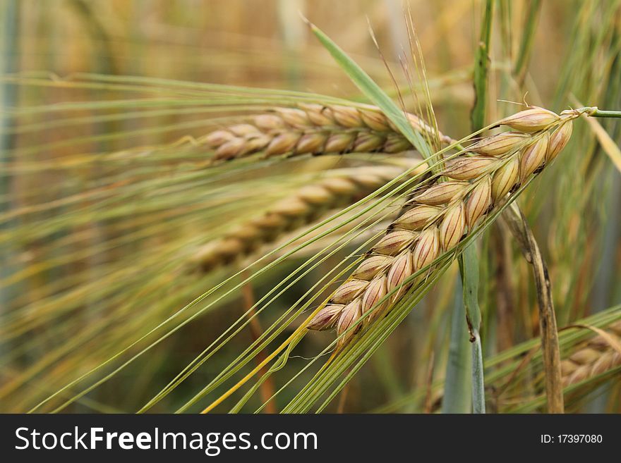 Some beautiful wheat plants in a field