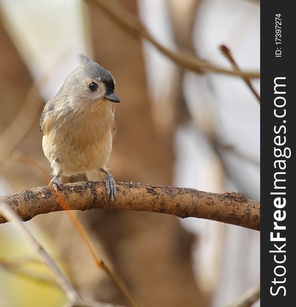 Tufted titmouse, Baeolophus bicolor, perched on a tree branch