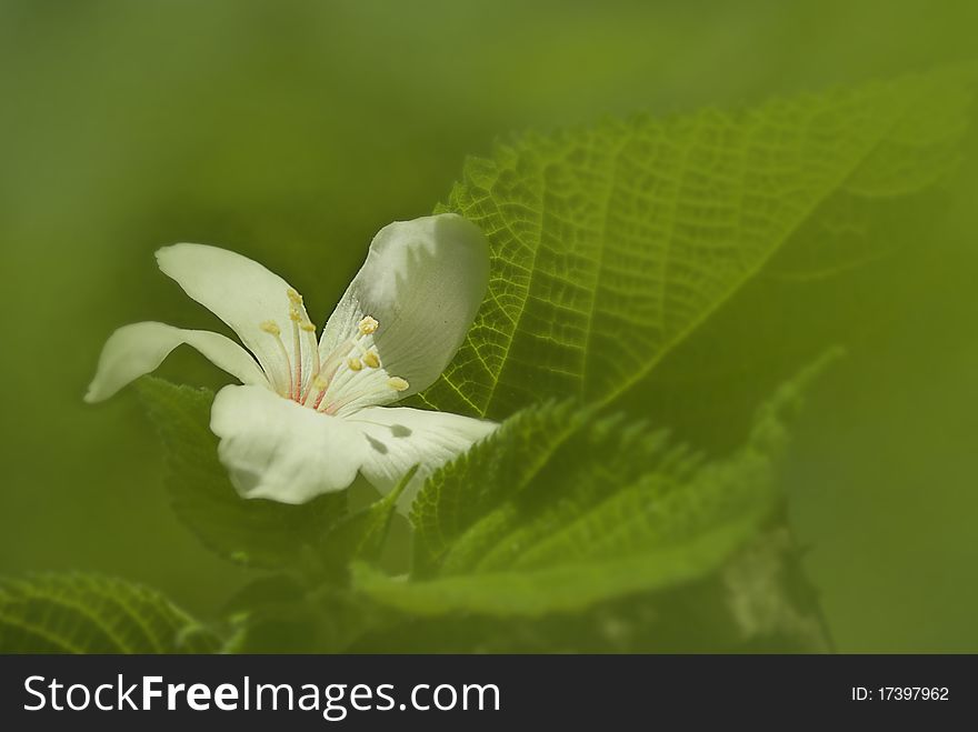 Aleurites Montana flower with green background color