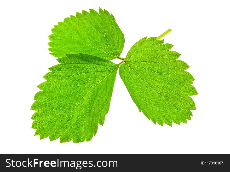 Green leaf currants on a white background