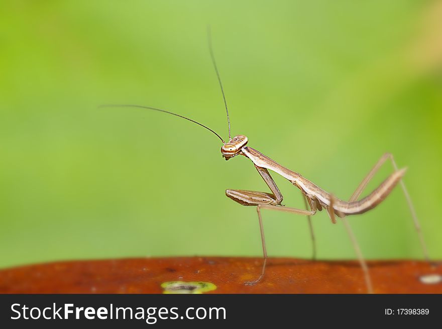 Mantis Mix With Green Color