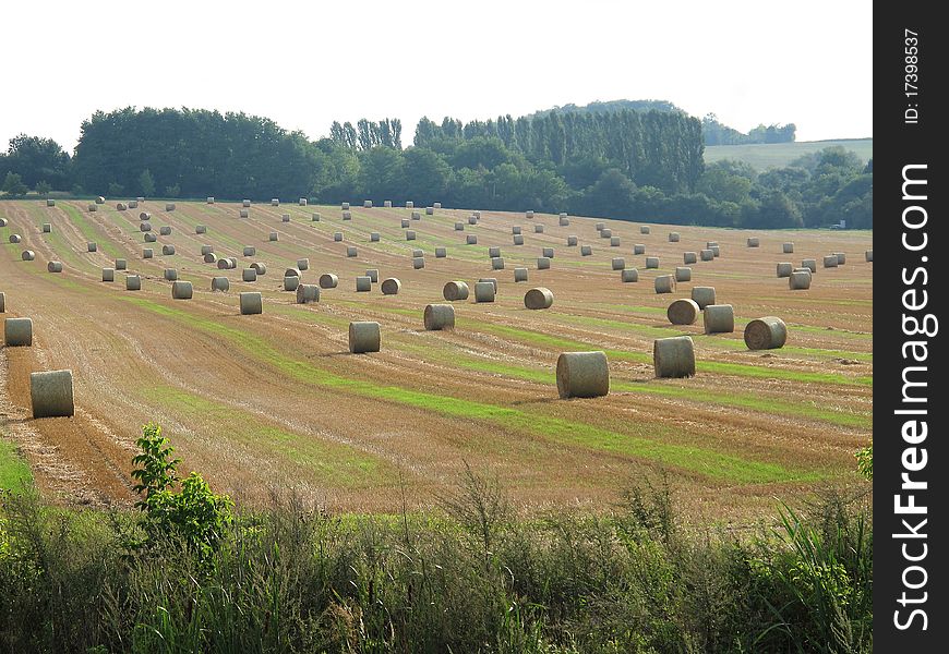 Many straw rolls in the landscape. Many straw rolls in the landscape