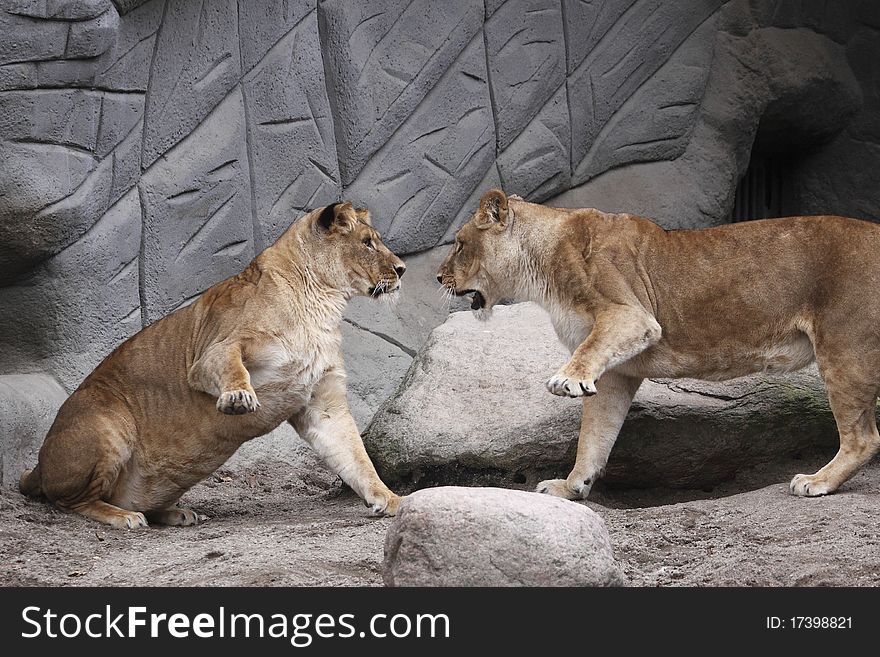 The fight between two lion juveniles. The fight between two lion juveniles.