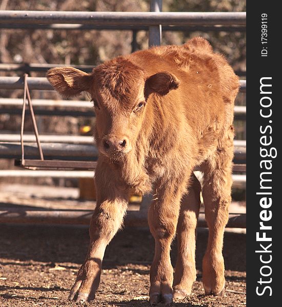 Brown cow calf on a dairy farm in the Israeli . Brown cow calf on a dairy farm in the Israeli .