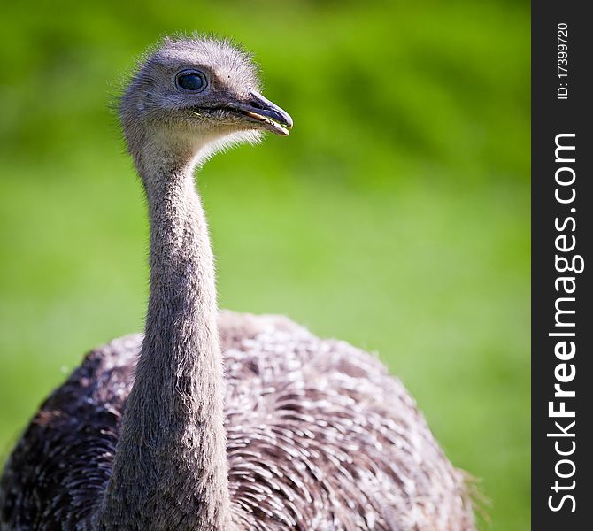 Ostrich posing on green grass