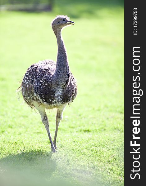 Ostrich posing on green grass