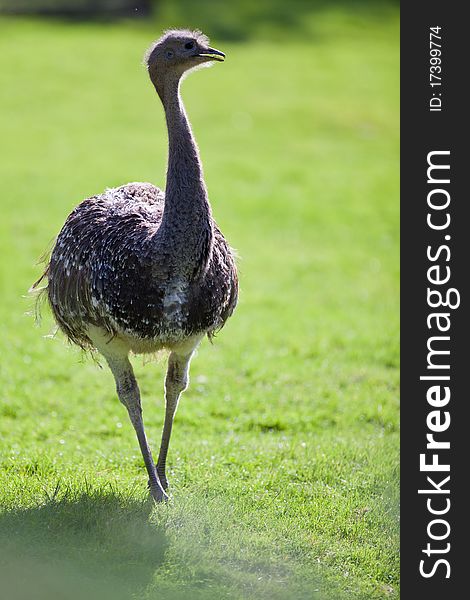 Ostrich posing on green grass