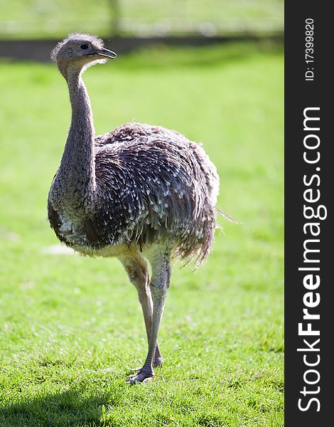 Ostrich posing on green grass