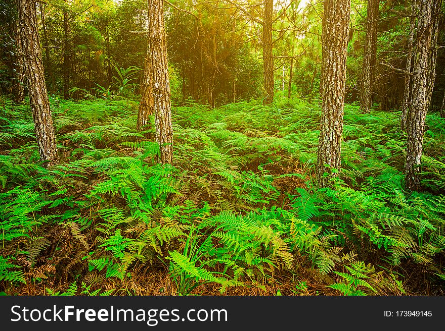 Deep Forest With Many Pine Trees And The Fern Tree In Abundant Nature