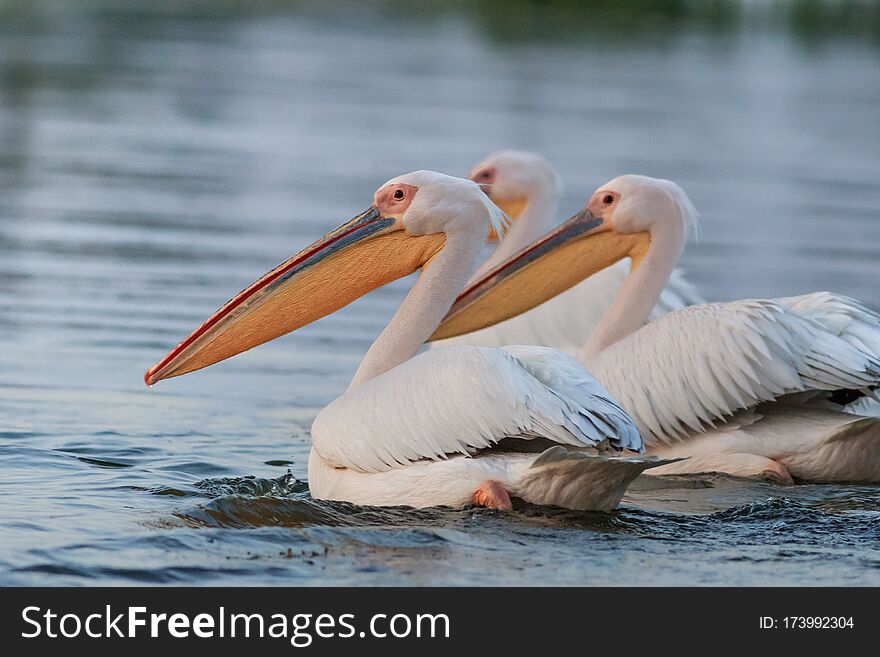 White pelicans pelecanus onocrotalus in Danube Delta, Romania. White pelicans pelecanus onocrotalus in Danube Delta, Romania