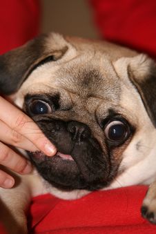 Sweet Pup Royalty Free Stock Images Sweet Pup Royalty Free Stock Images