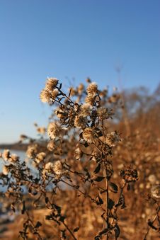 Riverbank Royalty Free Stock Photo Riverbank Royalty Free Stock Photo