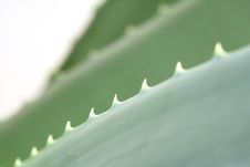 Aloe Vera Stock Photos Aloe Vera Stock Photos