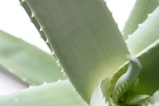 Aloe Vera Stock Photography Aloe Vera Stock Photography