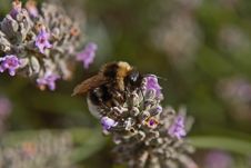 Bee On A Lavender Flower Royalty Free Stock Photography Bee On A Lavender Flower Royalty Free Stock Photography