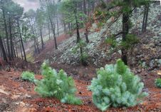 Rain In The Piny Forest, Canaries, La Palma Royalty Free Stock Image Rain In The Piny Forest, Canaries, La Palma Royalty Free Stock Image