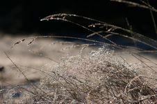 Frozen Weed Stock Images Frozen Weed Stock Images