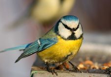 Free Funny Blue Tit Stock Photography - 1749842