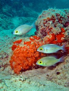 Whitestreak Monocle Bream Royalty Free Stock Images Whitestreak Monocle Bream Royalty Free Stock Images