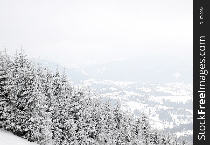 A part of snow-covered mountain forest. A part of snow-covered mountain forest